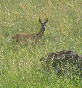 CAPRIOLO IN HOTEL-FOTO ALBERGO LE MARMOTTE