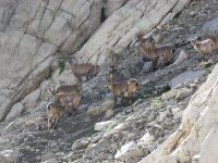 BRANCO STAMBECCHI-FOTO ALBERGO LE MARMOTTE