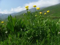 CROCUS-FOTO ALBERGO LE MARMOTTE
