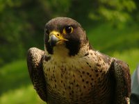 Falco-FOTO ALBERGO LE MARMOTTE