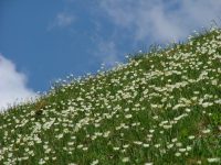 RANUNCOLI PIRENEI-FOTO ALBERGO LE MARMOTTE