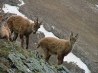 Stambecchi-FOTO ALBERGO LE MARMOTTE