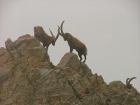 Stambecchi -FOTO ALBERGO LE MARMOTTE
