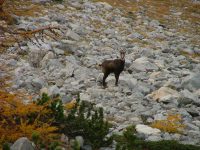 CAMOSCIO-FOTO ALBERGO LE MARMOTTE