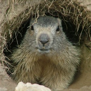 MARMOTTA -FOTO ALBERGO LE MARMOTTE