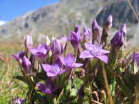 FIORI ALPINI-FOTO ALBERGO LE MARMOTTE