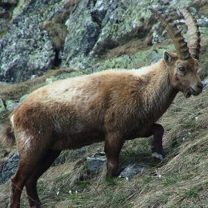 STAMBECCO-FOTO ALBERGO LE MARMOTTE
